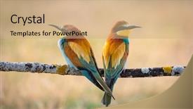  Presentation with eaters - Cool new slide deck with bees ecology - couple of bee-eaters perched backdrop and a coral colored foreground