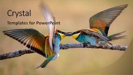  Presentation with eaters - Presentation design featuring bees ecology - couple of bee-eaters perched background and a coral colored foreground