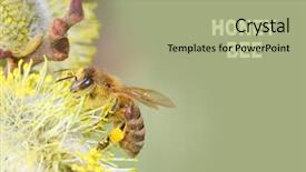  Presentation with honey bee - Colorful slide set enhanced with bees ecology - european honey bee apis mellifera backdrop and a mint green colored foreground