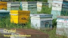  Presentation with honey bee - Colorful slide deck enhanced with bees ecology - honey bee hives backdrop and a tawny brown colored foreground