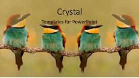  Presentation with eaters - PPT layouts with bees ecology - meeting of four bee-eaters background and a gold colored foreground
