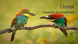  Presentation with bee - Audience pleasing slide set consisting of bees ecology - pair of bee-eaters perched backdrop and a gold colored foreground