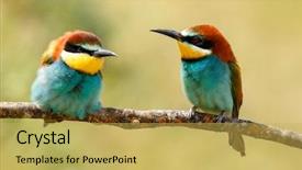  Presentation with eaters - PPT layouts enhanced with bees ecology - pair of bee-eaters perched background and a  colored foreground