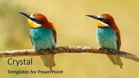  Presentation with eaters - Audience pleasing PPT layouts consisting of bees ecology - pair of bee-eaters perched backdrop and a  colored foreground
