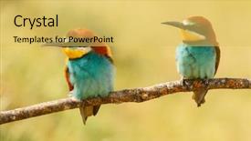  Presentation with eaters - Cool new theme with bees ecology - pair of bee-eaters perched backdrop and a  colored foreground