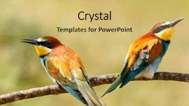  Presentation with eaters - PPT layouts enhanced with bees ecology - pair of bee-eaters perched background and a  colored foreground