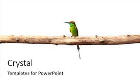  Presentation with pointer green laser - Theme with bees ecology - small green bee eater background and a  colored foreground