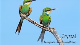  Presentation with swallow - Audience pleasing presentation design consisting of bees ecology - swallow-tailed bee-eater merops hirundineus perched backdrop and a  colored foreground