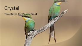  Presentation with eaters - PPT theme enhanced with bees ecology - swallow-tailed bee-eaters merops hirundineus perched background and a  colored foreground