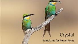  Presentation with eaters - Audience pleasing presentation design consisting of bees ecology - swallow-tailed bee-eaters merops hirundineus perched backdrop and a  colored foreground