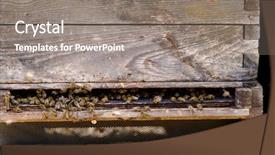  Presentation with frames of a bee hive - Presentation theme with bees in a hive at provence france background and a gray colored foreground