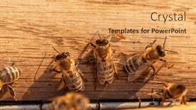  Presentation with end - Theme having bees-in-front and a yellow colored foreground