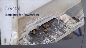  Presentation with bee hive - Presentation design featuring bees-in-open-bee-hive background and a sky blue colored foreground