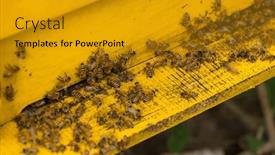  Presentation with bee hive - Theme featuring bees-in-open-bee-hive and a  colored foreground
