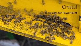  Presentation with bee hive - Theme consisting of bees-in-open-bee-hive and a gold colored foreground