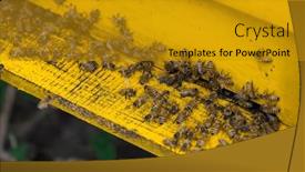  Presentation with bee hive - PPT layouts with bees-in-open-bee-hive and a gold colored foreground