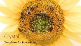  Presentation with sunflower - Beautiful slide deck featuring bees-on-a-yellow-sunflower backdrop and a gold colored foreground