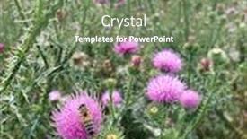  Presentation with thistle - Audience pleasing presentation theme consisting of bees-on-blooming-flower-heads backdrop and a seafoam green colored foreground