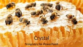  Presentation with honeycomb - Amazing PPT theme having bees on honeycomb close up backdrop and a gold colored foreground