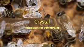  Presentation with larva - PPT theme featuring bees taking care of bee-larva bee birth background and a tawny brown colored foreground