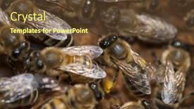  Presentation with larva - Slides consisting of taking care of bee-larva background and a tawny brown colored foreground