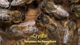  Presentation with larva - PPT theme with bees taking care of bee-larva bee birth background and a tawny brown colored foreground