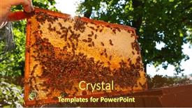  Presentation with honeycomb - Presentation theme having bees-walking-on-honeycomb and a tawny brown colored foreground