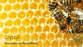  Presentation with honeycomb - Beautiful slide set featuring bees work on honeycomb honey backdrop and a yellow colored foreground