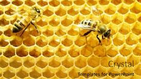  Presentation with cells - Presentation design with bees-work-on-honeycomb-honey background and a gold colored foreground