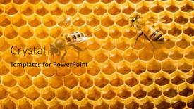  Presentation with honeycomb - 