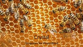  Presentation with honeycomb - Cool new presentation theme with bees work on honeycomb backdrop and a gold colored foreground