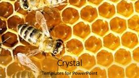  Presentation with honeycomb - Cool new slide deck with bees work on honeycomb backdrop and a gold colored foreground