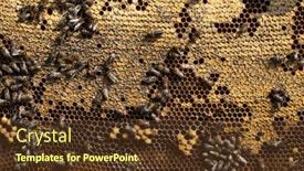  Presentation with real food beef - Slide deck with bees-working-on-the-real background and a tawny brown colored foreground