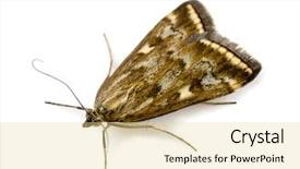  Presentation with moth - Amazing presentation theme having beet webworm moth loxostege sticticalis backdrop and a blonde colored foreground