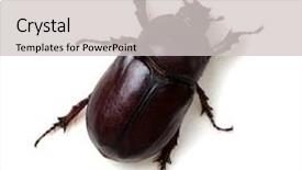  Presentation with brown sugar isolated on white - Audience pleasing PPT theme consisting of beetle isolated on white background backdrop and a light gray colored foreground