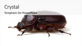  Presentation with brown sugar isolated on white - Colorful PPT theme enhanced with beetle isolated on white background backdrop and a white colored foreground