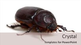  Presentation with brown sugar isolated on white - PPT layouts having beetle isolated on white background background and a coral colored foreground