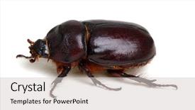  Presentation with brown sugar isolated on white - Audience pleasing slide deck consisting of beetle isolated on white background backdrop and a light gray colored foreground