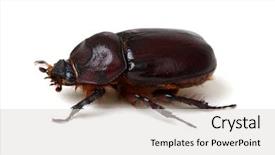  Presentation with brown sugar isolated on white - Colorful slide set enhanced with beetle isolated on white background backdrop and a  colored foreground