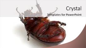  Presentation with scarab beetle - Cool new theme with beetle isolated on white background backdrop and a  colored foreground