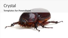  Presentation with brown sugar isolated on white - Colorful PPT theme enhanced with beetle isolated on white background backdrop and a  colored foreground
