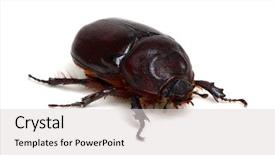  Presentation with brown sugar isolated on white - Audience pleasing PPT theme consisting of beetle isolated on white background backdrop and a  colored foreground