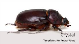  Presentation with background - Slides featuring beetle isolated on white background background and a  colored foreground