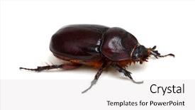  Presentation with background - Colorful slide set enhanced with beetle isolated on white background backdrop and a  colored foreground