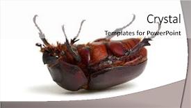  Presentation with condolence white wax candle - Audience pleasing theme consisting of beetle isolated on white background backdrop and a  colored foreground