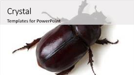  Presentation with scarab beetle - PPT layouts enhanced with beetle isolated on white background background and a  colored foreground