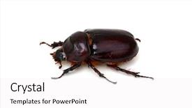  Presentation with frames isolated on white brown - Presentation theme having beetle isolated on white background background and a  colored foreground