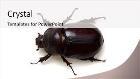  Presentation with frames isolated on white brown - PPT theme consisting of beetle isolated on white background background and a white colored foreground