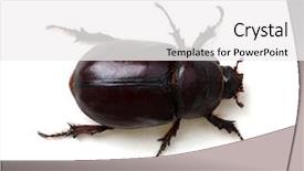  Presentation with background - Audience pleasing theme consisting of beetle isolated on white background backdrop and a white colored foreground