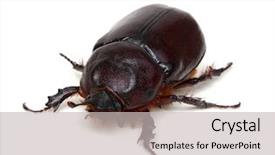  Presentation with brown sugar isolated on white - Slide deck consisting of beetle isolated on white background background and a light gray colored foreground